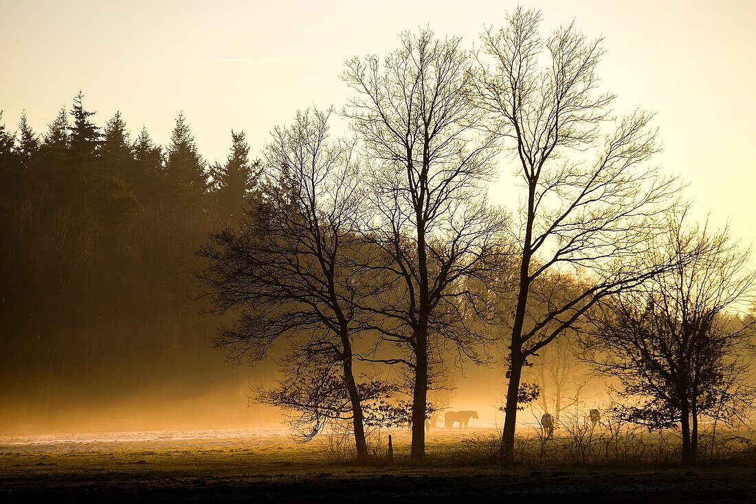 Niederländische neblige Winterlandschaft mit Pferden und einem Sonnenuntergang.