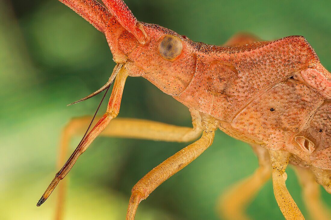 The Coreidae are a large family of predominantly sap-sucking insects in the Hemipteran suborder Heteroptera.