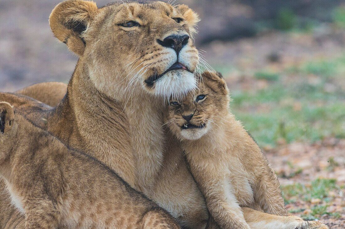 Lioness and a lion cub cuddling together on the savanna in Masai mara, Kenya, Africa.