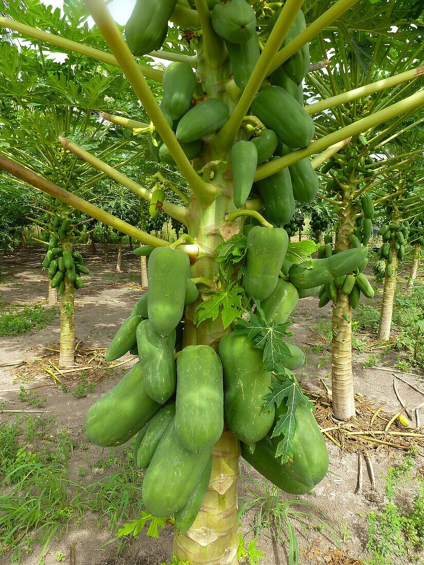 Garden with papaya trees in Thado, Maldives