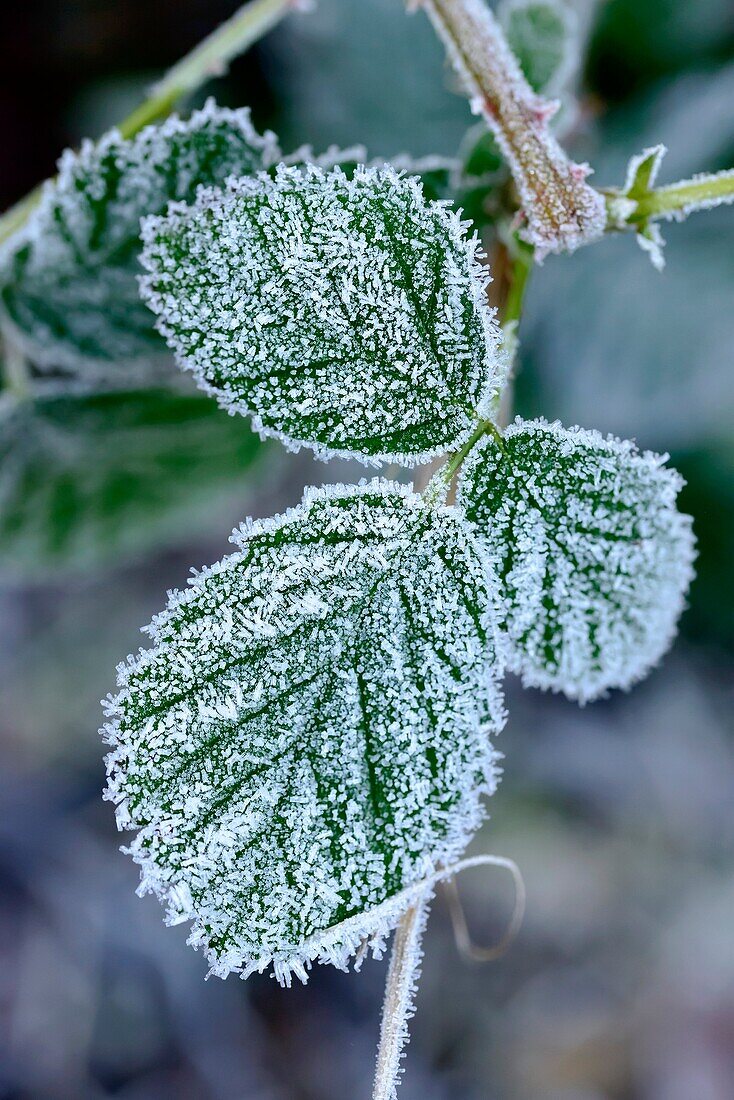 Detail of frost ice crystals on green winter leaves, shot in Stuttgart, Germany.