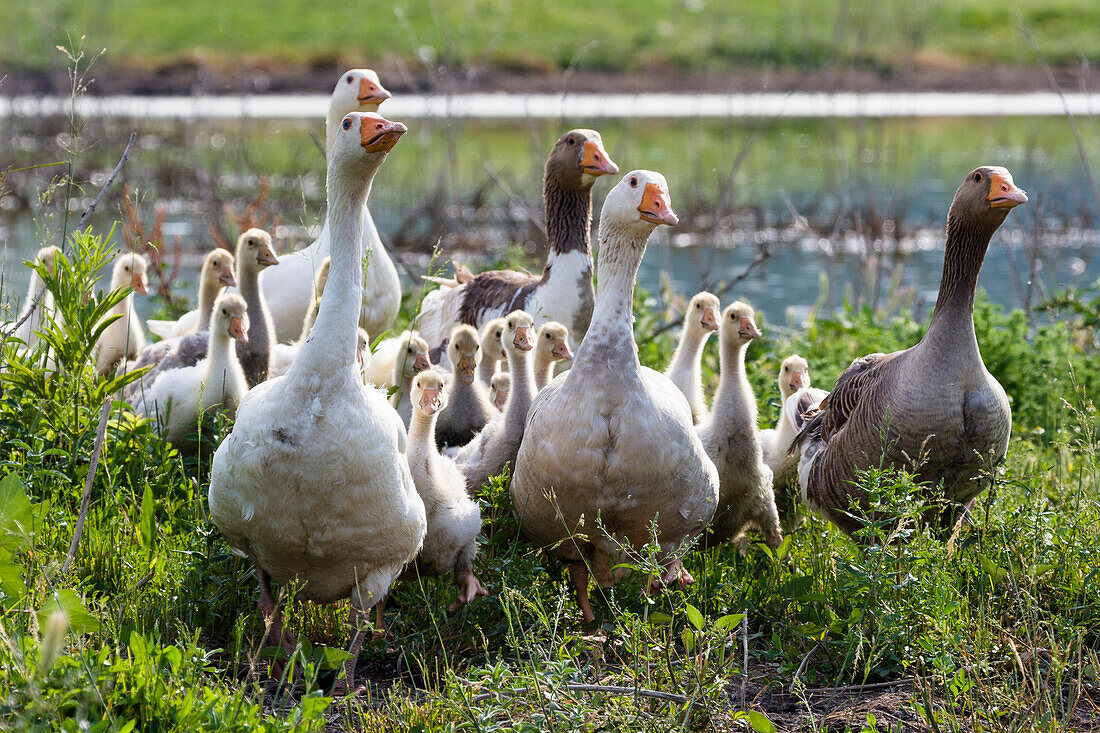 Domestic geese with chicks, Bulgaria, Europe