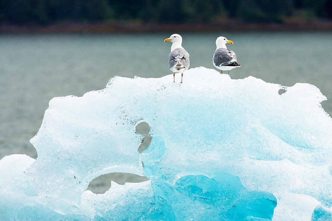 Beringmöwe und Silbermöwe, Larus glaucescens, Larus argentatus, Endicott Arm, Inside Passage, Südost-Alaska, USA