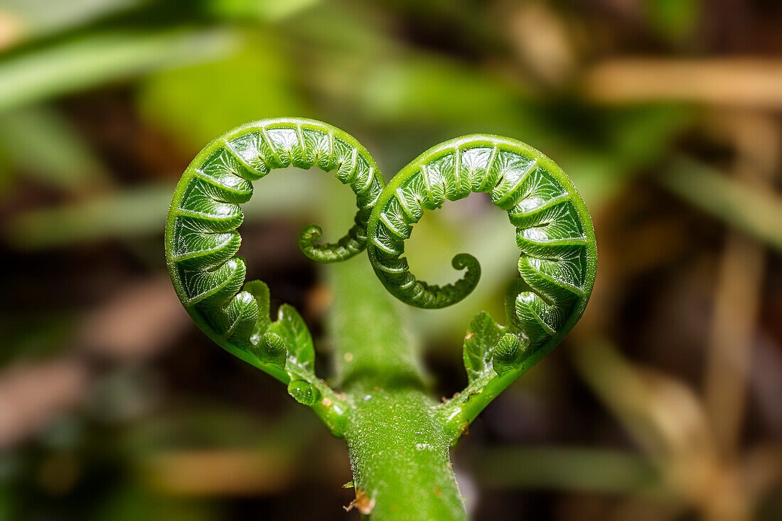 Herzförmig sich entfaltende Farnblättchen, Regenwald, Tobago, West Indies, Karibik, Südamerika