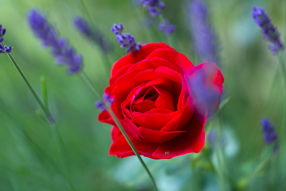 Rote Rose mit Lavendelblüten, Deutschland