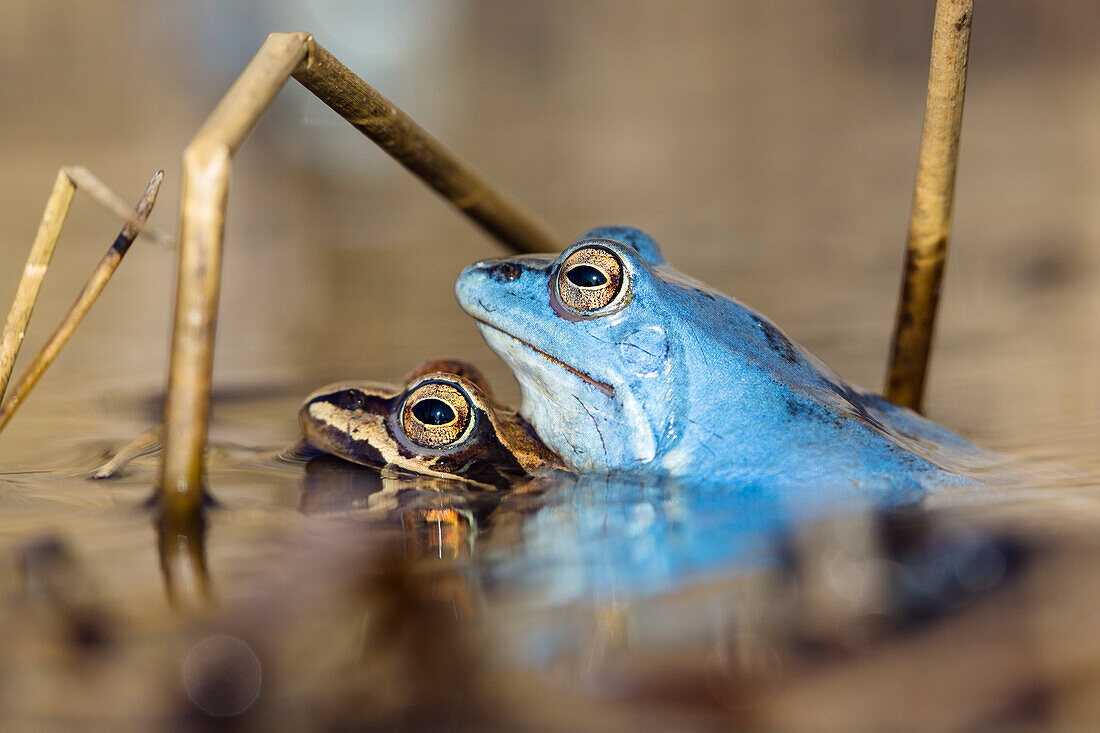 Moor Frog, Rana arvalis, mating, Bavaria, Germany, Europe