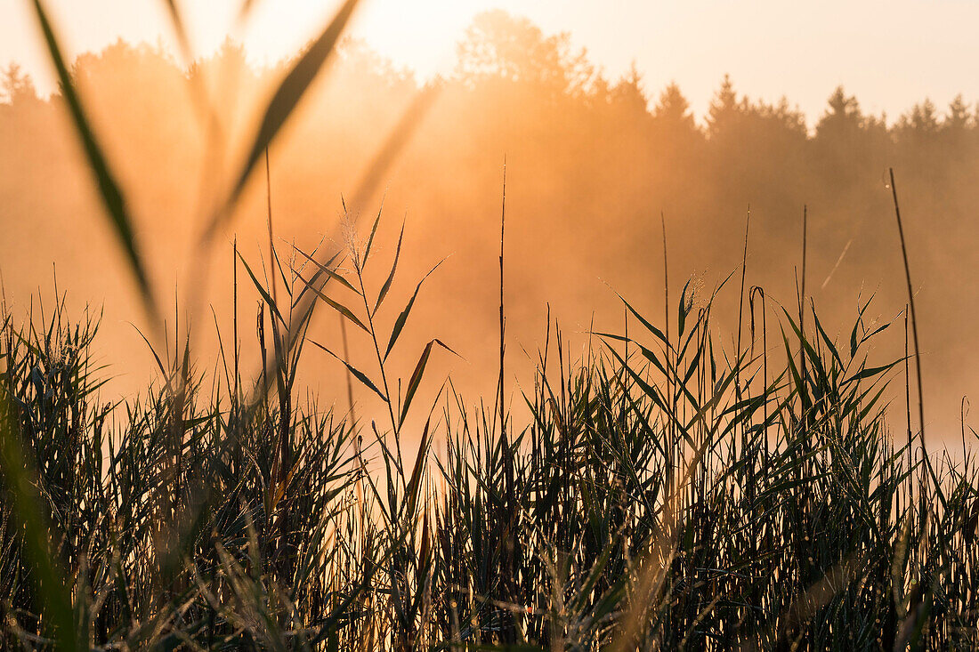 sunrise with reed, Bavaria, Germany, Europe