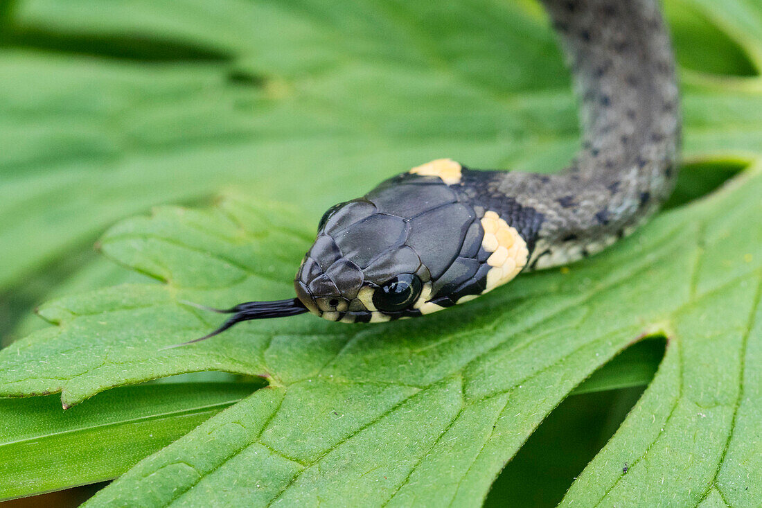 Young Ringed Snake, Natrix natrix, Bavaria, Germany, Europe