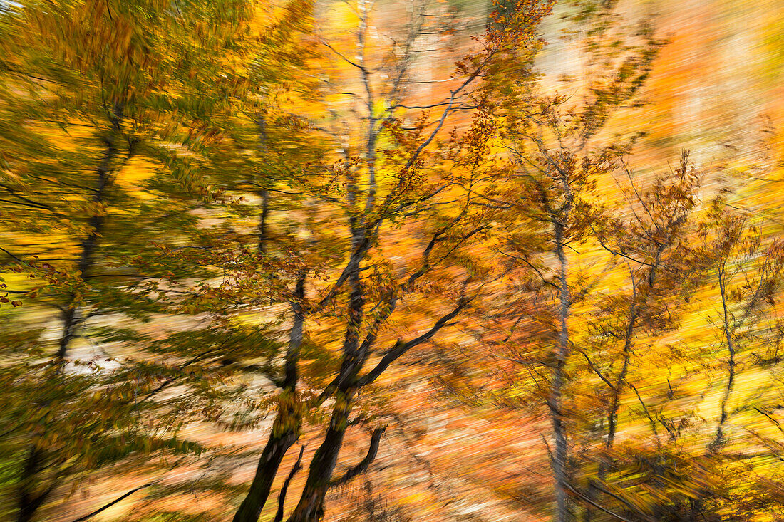 Bewegte Bäume abstrakt, Herbst, Bayern, Deutschland