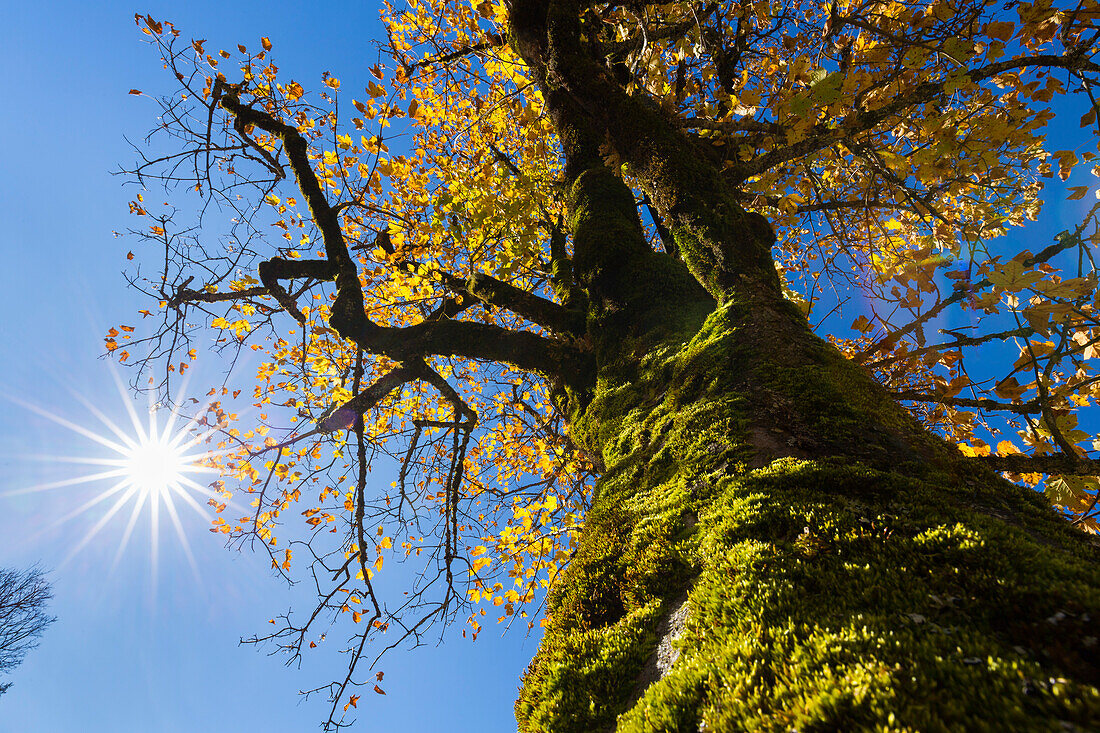 Bergahorn im Herbst, Acer pseudoplatanus, Großer Ahornboden, Österreich, Europa