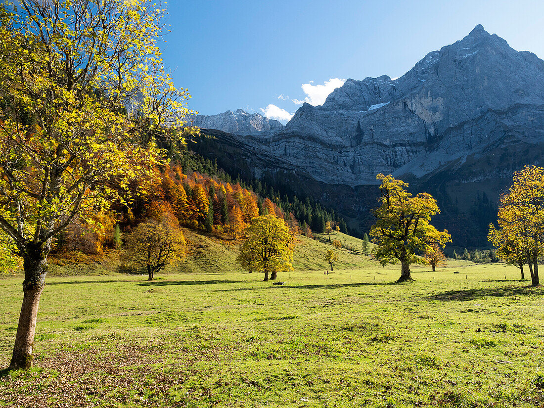 autumn colors in the Eng, maple, Acer pseudoplatanus, Austria, Europe