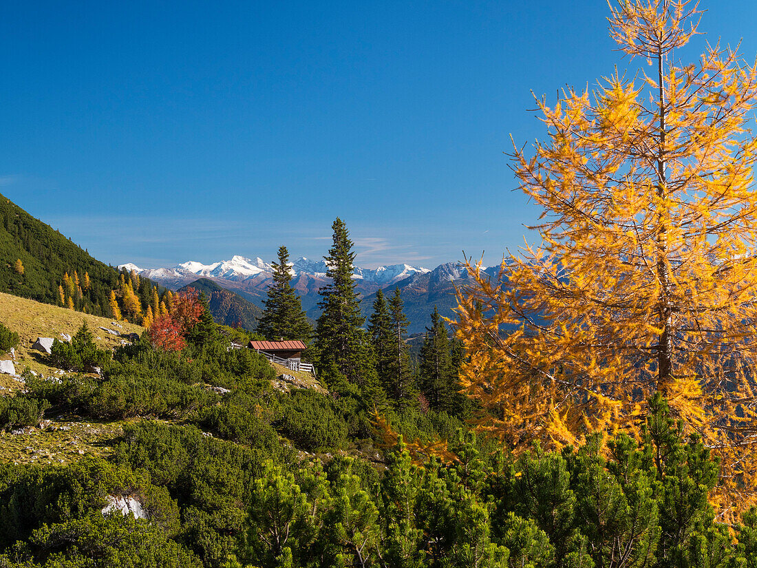 Herbst in den Bergen, Südhänge des Wettersteingebirges, Blick auf die Zillertaler Alpen und Olperer, Tirol, Österreich, Europa