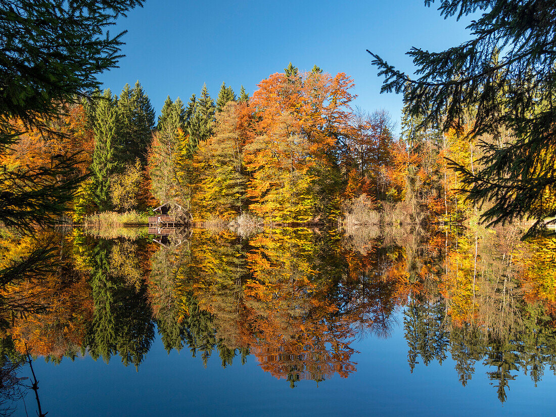 autumn colours at Hochschlossweiher pond near Pähl, beech trees, Upper Bavaria, Germany, Europe