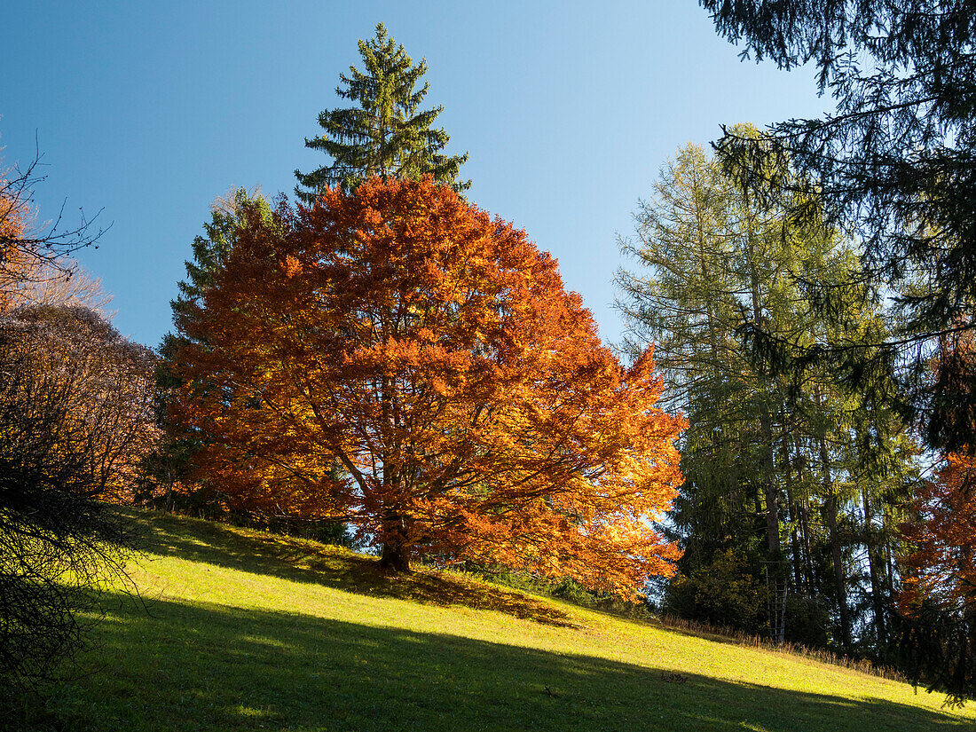 Rotbuche am Mesnerbichl, Fagus sylvatica, Herbststimmung, Naturschutzgebiet Mesnerbichl bei Andechs, Landkreis Starnberg, Oberbayern, Deutschland, Europa