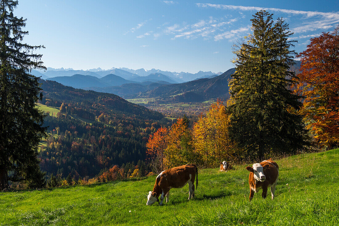 Blick vom Südhang des Sonntraten ins Isartal bei Lenggries und auf Brauneck und Karwendelgebirge, Kühe, Alpen, Oberbayern, Deutschland, Europa