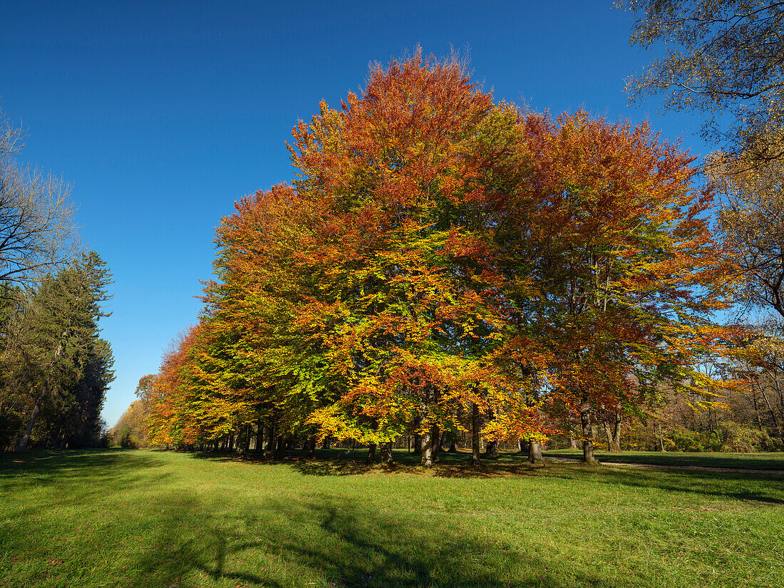 Herbstlich gefärbte Baumgruppe im nörlichen Englischen Garten, München, Oberbayern, Deutschland
