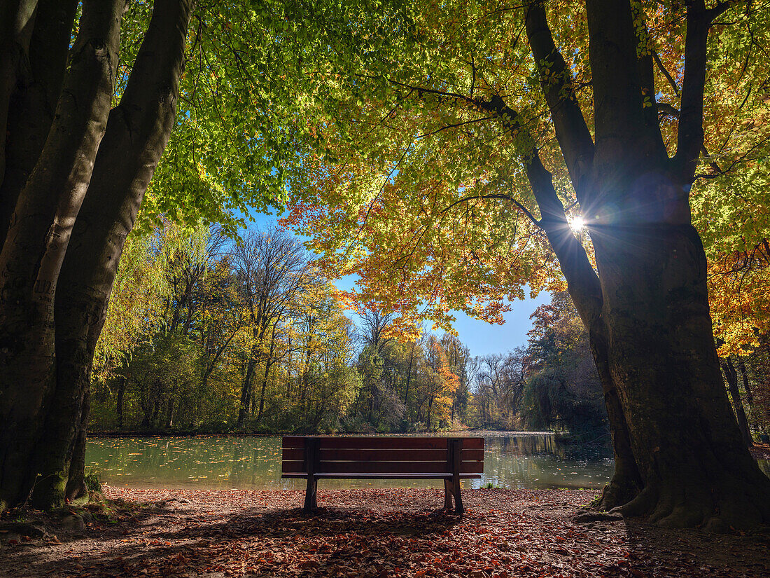 Eine Bank an einem kleinen See im Englischen Garten, umrahmt von herbstlich gefärben Laubbäumen, München. Oberbayern, Deutschland