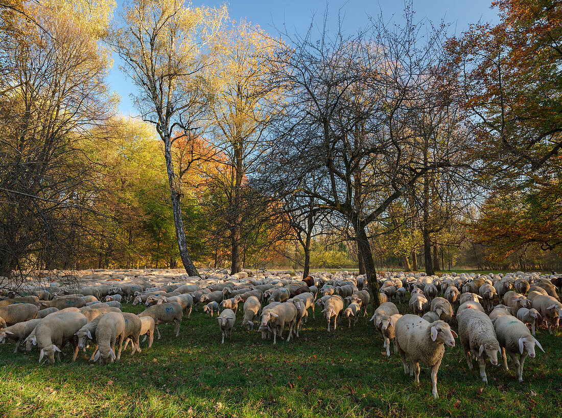 A flock of sheep passing through the northern part of the Englischer Garten in autumn, Munich, Upper Bavaria, Germany