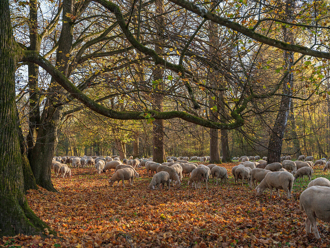 Flock of sheep grazing in Autumn leaves in the northern part of the Englischer Garten, Munich, Upper Bavaria, Germany