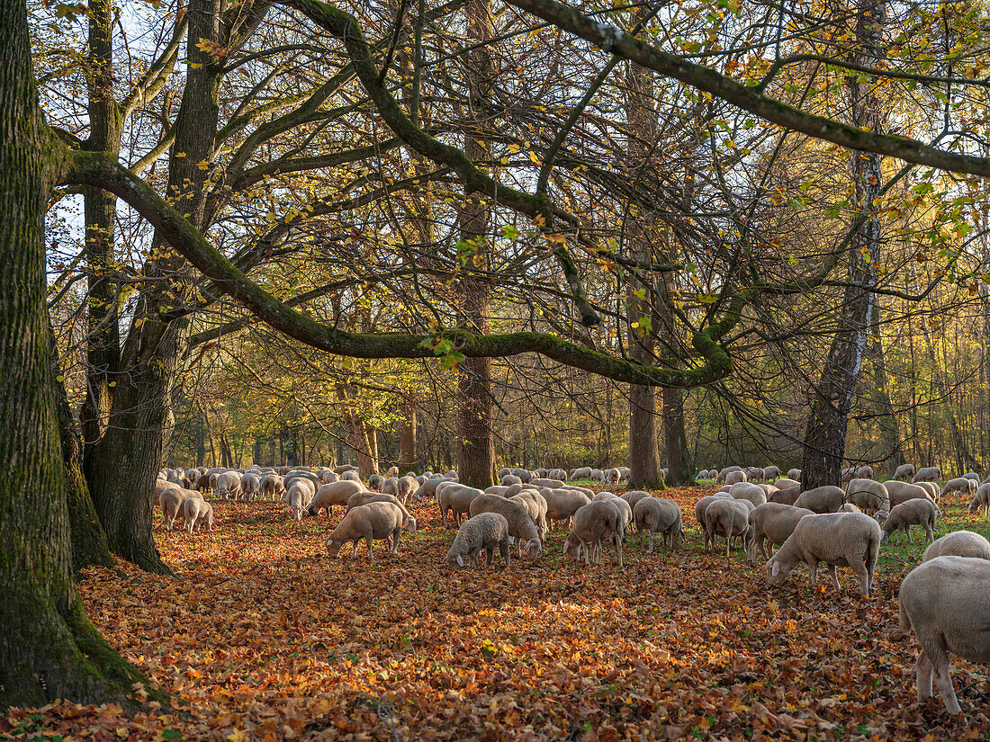 Schafherde beim grasen im Herbstlaub im nördlichen Englischen Garten, München, Oberbayern, Deutschland