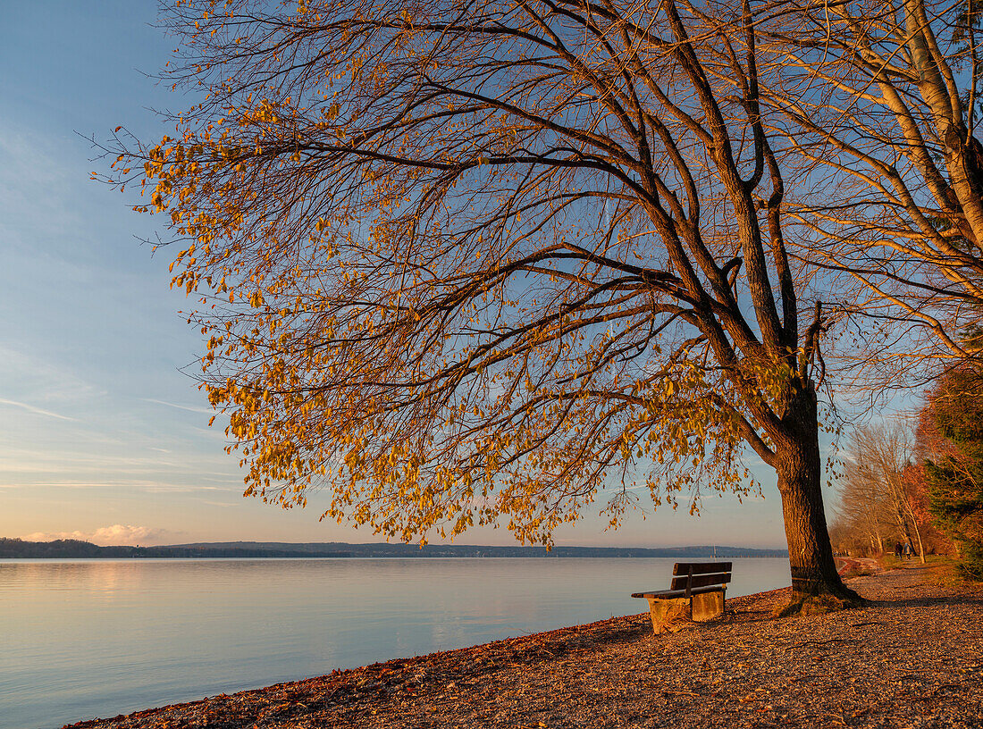 A bench under a tree on the eastern shore of lake Starnberg in the direction north in late Autumn, Ambach, Upper Bavaria, Germany