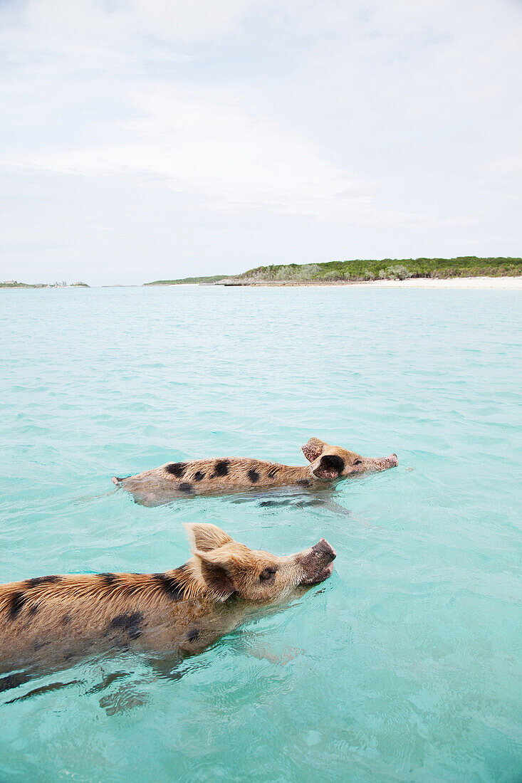 EXUMA, Bahamas. Swimming pigs at Big Major Cay.