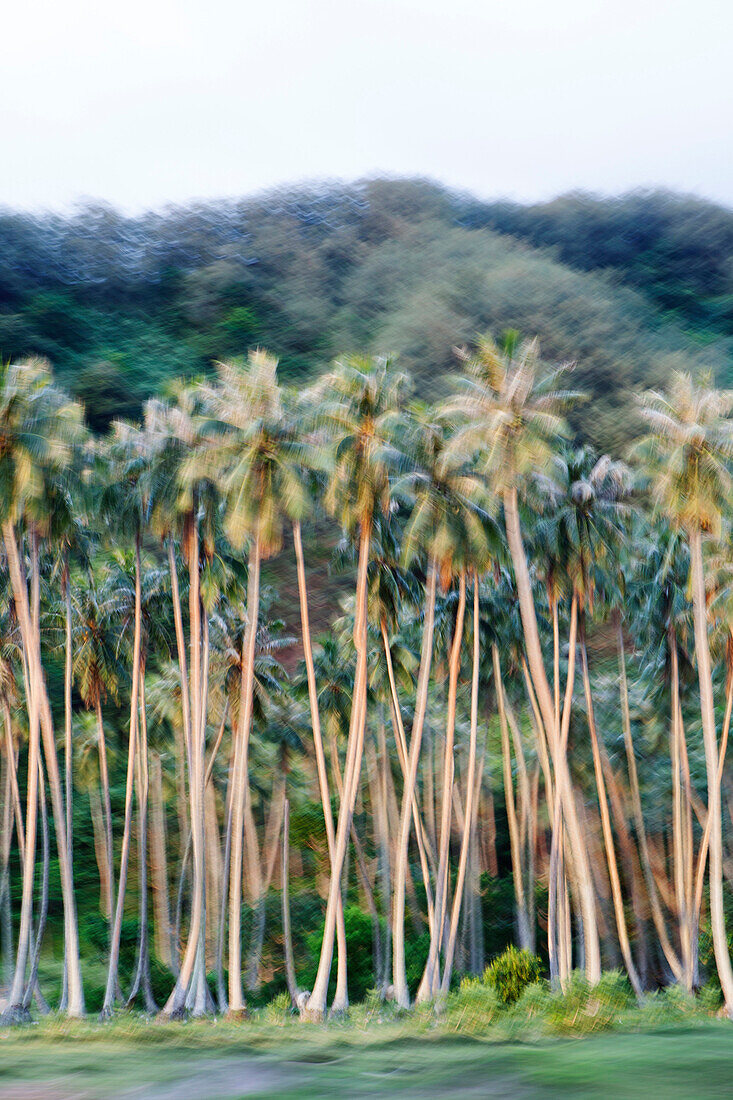 FRENCH POLYNESIA, Moorea. Blurred coconut trees.