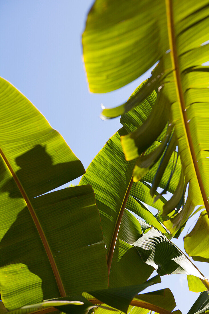 FRENCH POLYNESIA, Moorea. Banana leaves in the sun.