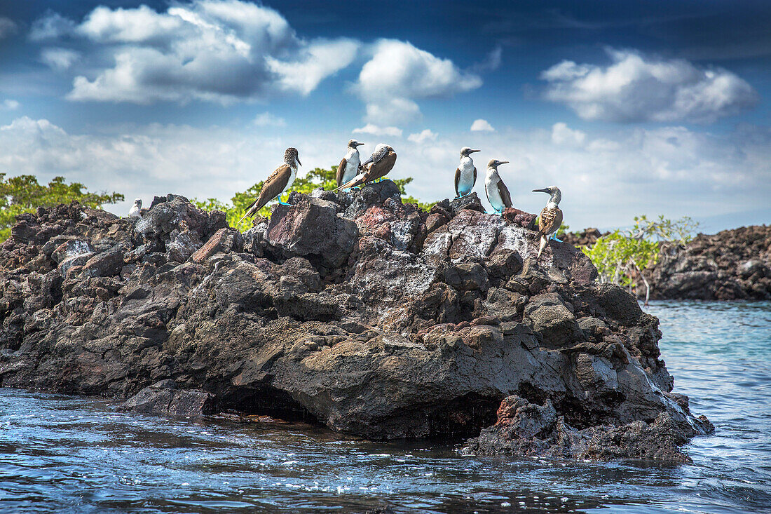 GALAPAGOS ISLANDS, ECUADOR, Isabela Island, blue footed boobies hang out on the rocks near Elisabeth Bay