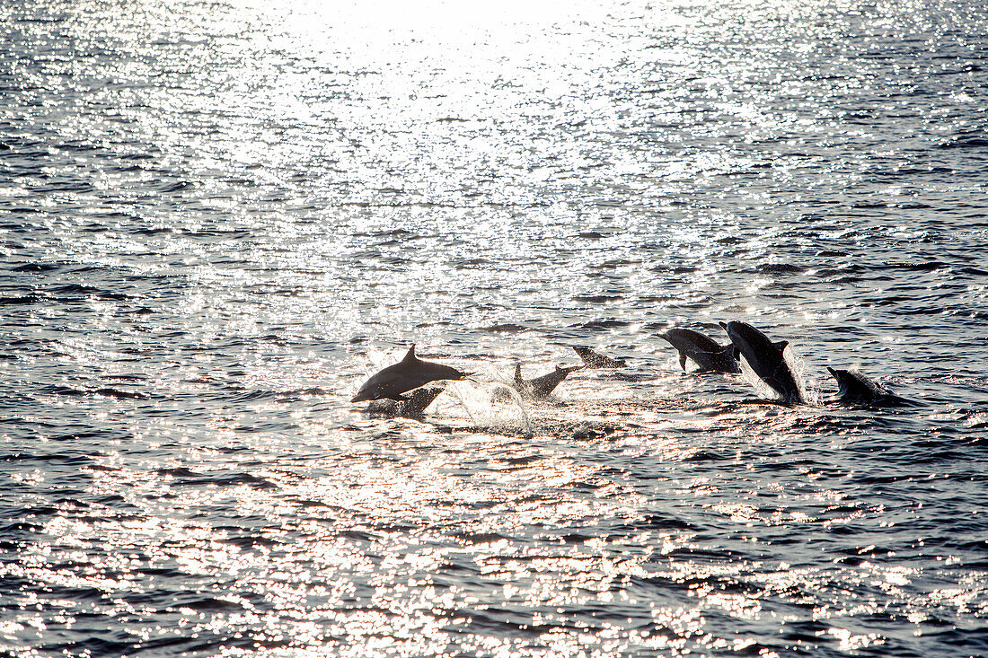 GALAPAGOS ISLANDS, ECUADOR, dolphins seen jumping out of the water enroute to San Cristobal Island