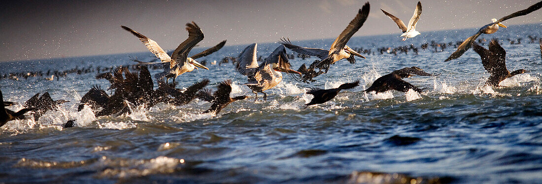 MEXICO, Baja, Magdalena Bay, Pacific Ocean, flocks of Pelican seen while grey whale watching in the bay