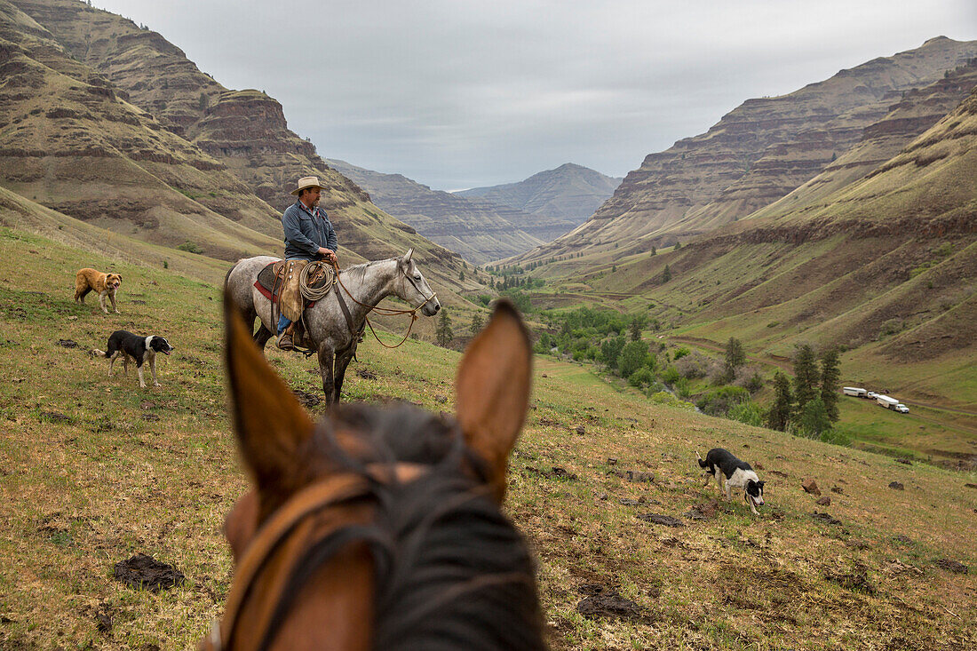 USA, Oregon, Joseph, Cowboy Todd Nash searches for his cattle up the Wild Horse Drainage above Big Sheep Creek