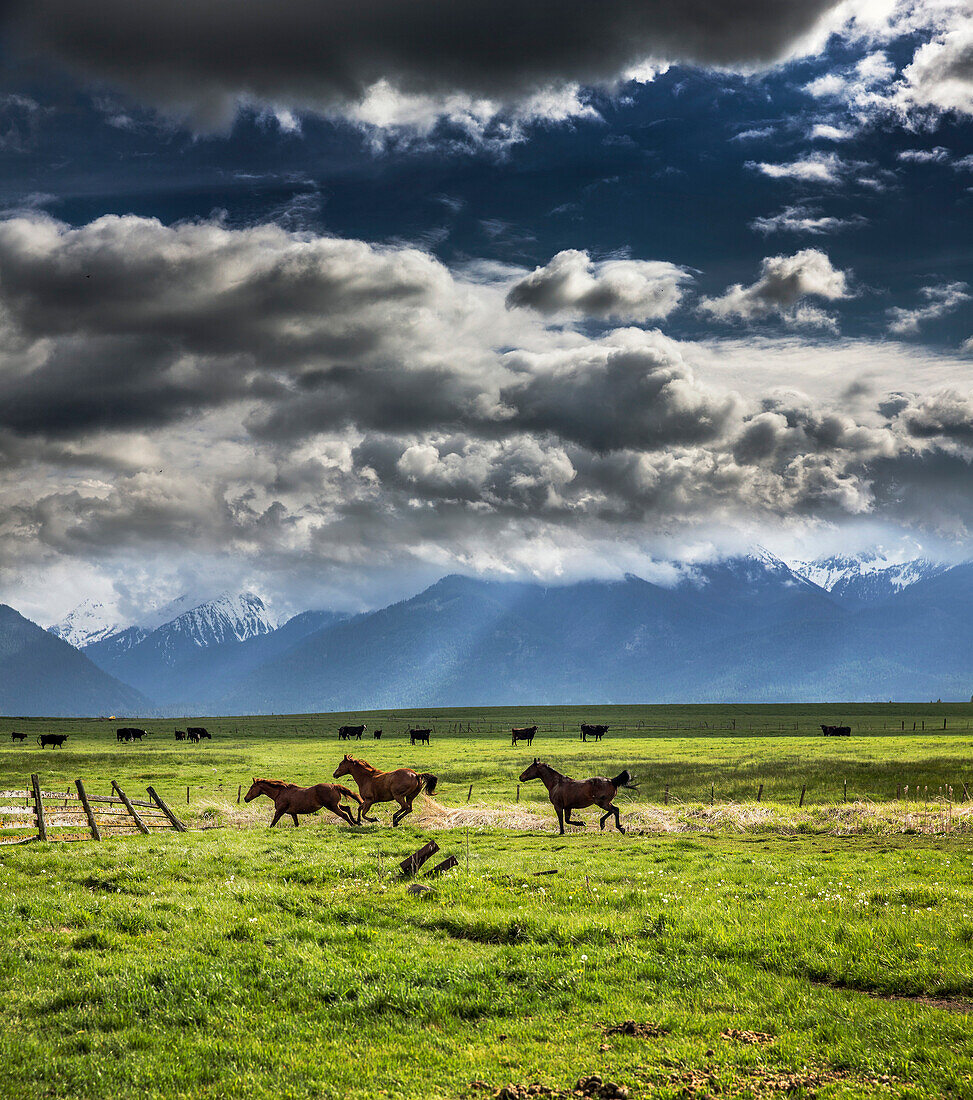 USA, Oregon, Enterprise, horses dry off after the rain stops, the Snyer Ranch in Northeast Oregon, looking towards the Eagle Cap Wilderness and the Wallowa Mountains, Wallowa-Whitman National Forest