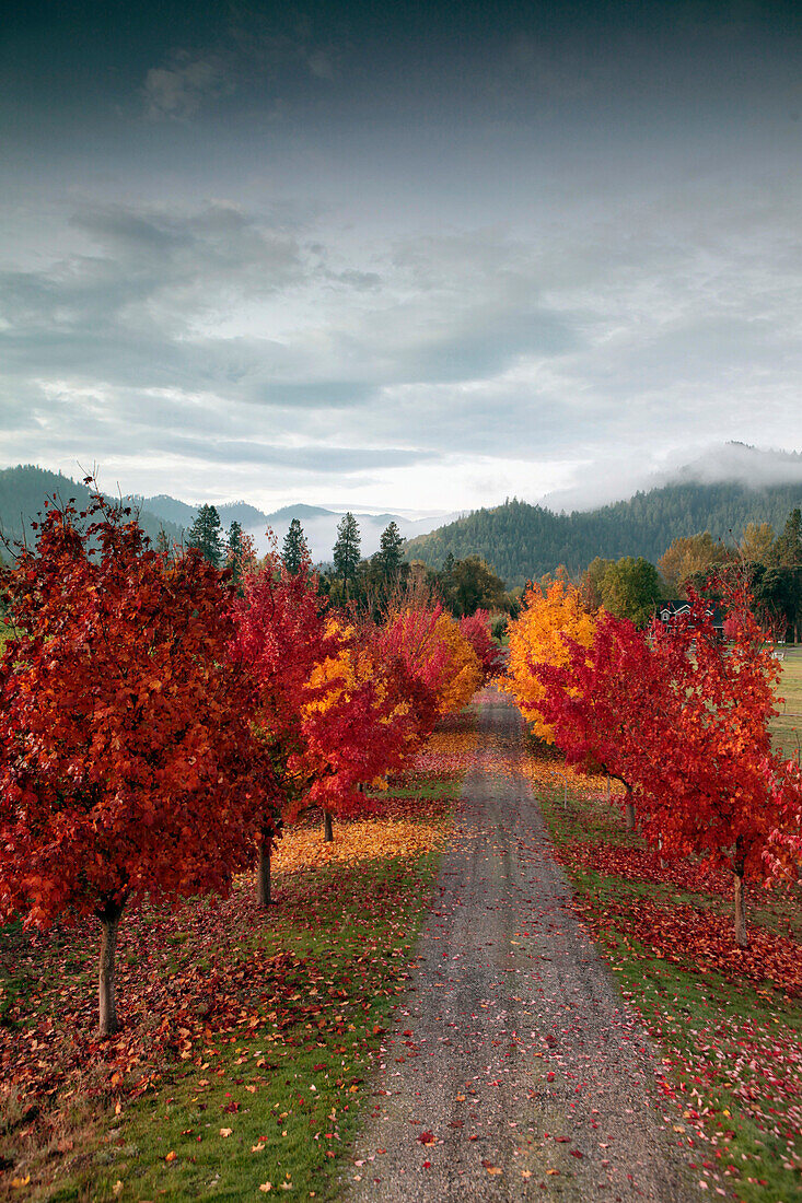 USA, Oregon, Medford, Buren Vineyard