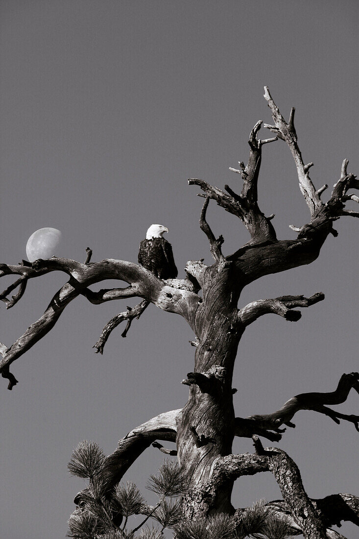 USA, Utah, bald eagle in an old tree with the moon, Rte 9, the Zion-Mount Carmel Highway (B&W)