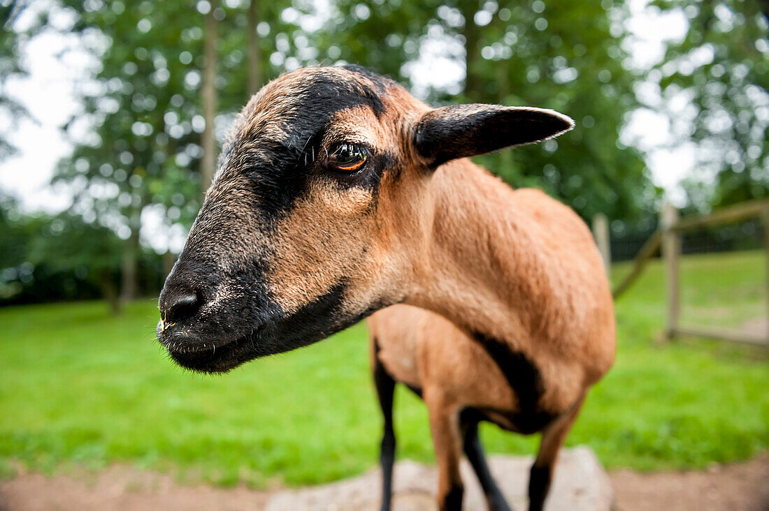 goat, zoo, Haag, Salaberg, Austria, Europe