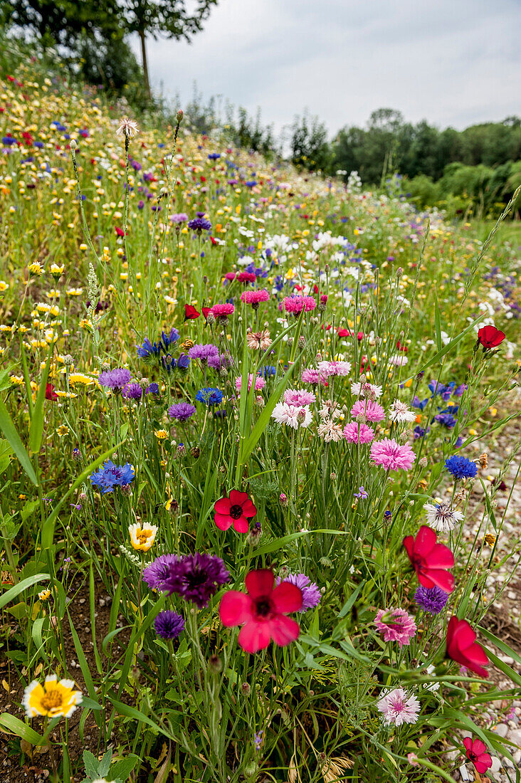 flowery meadow, Austria, Europe