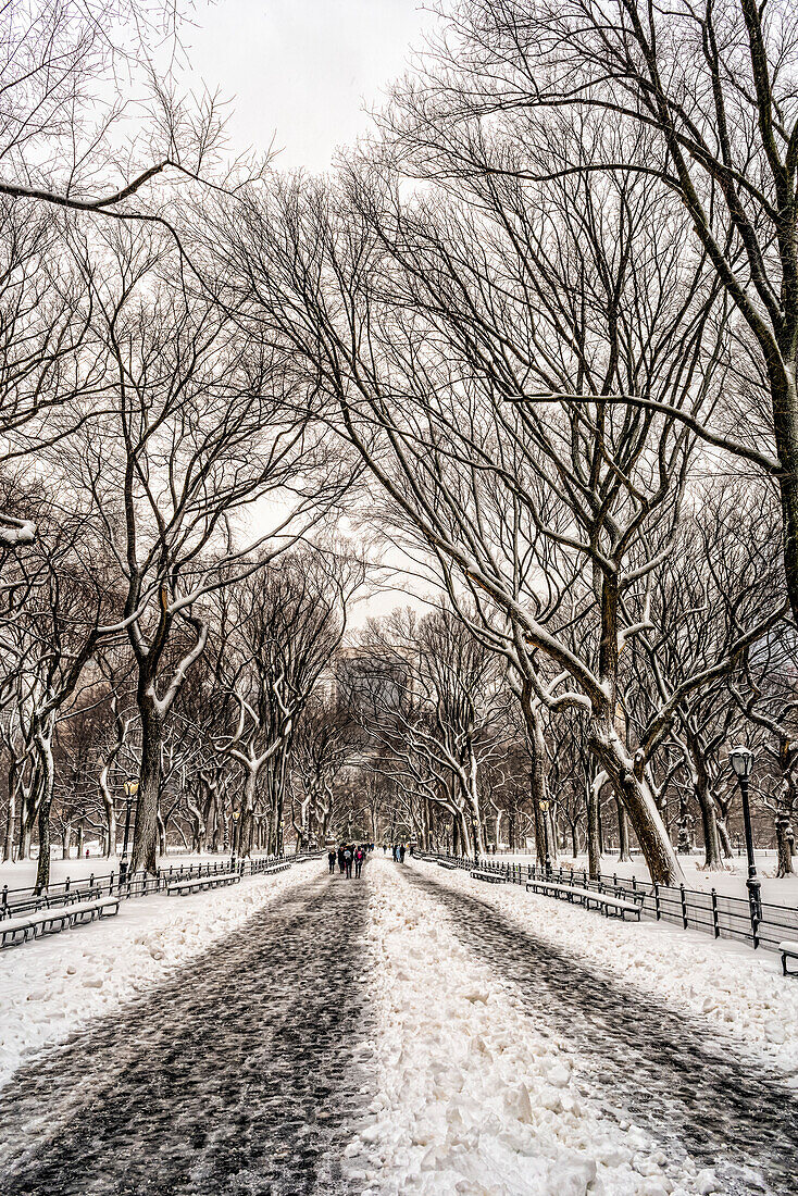 Snow-Covered Trees In The Mall, Central Park; New York City, New York, United States Of America