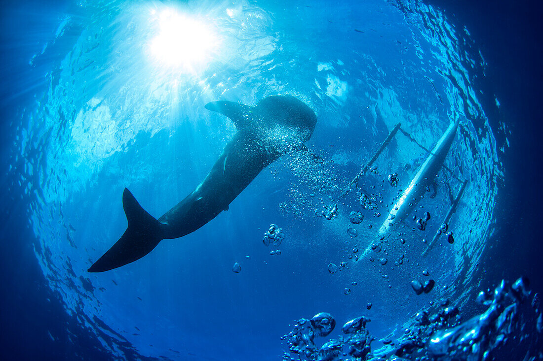 View Of A Whale Shark (Rhincodon Typus) From Below; Cebu, Central Visayas, Philippines