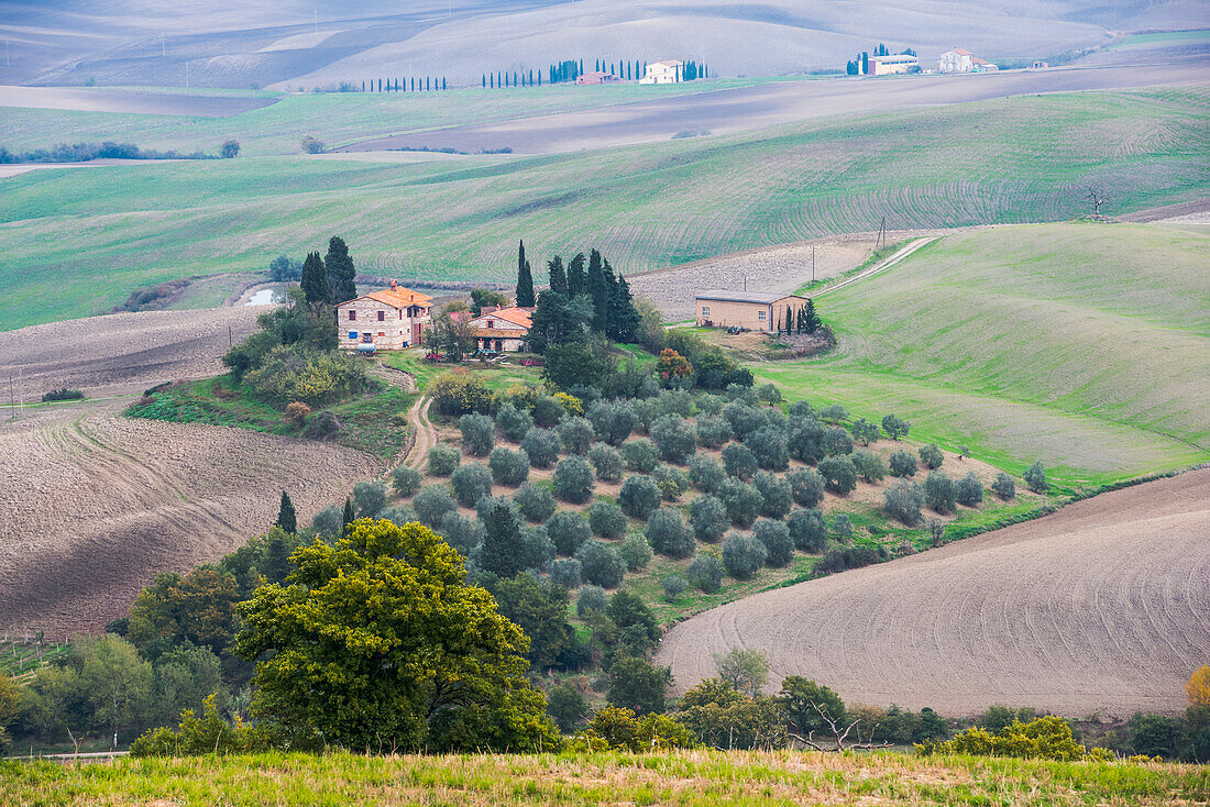 An Idyllic Tuscany Landscape With Rolling Green Hills, Small Olive Grove And Stone Private Villas Near Castiglione D'orcia; Tuscany, Italy