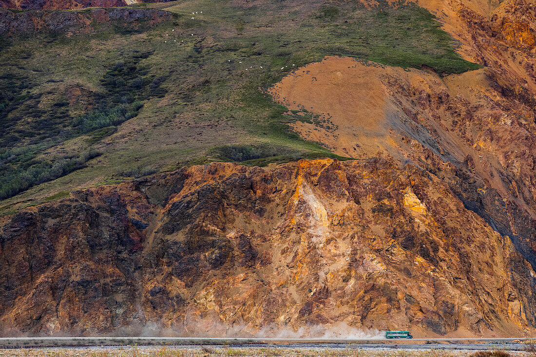 A bus stirs up dust along the park road in Denali National Park while passing underneath a group of Dall sheep (ovis dalli) near the base of Polychrome Mountain; Alaska, United States of America