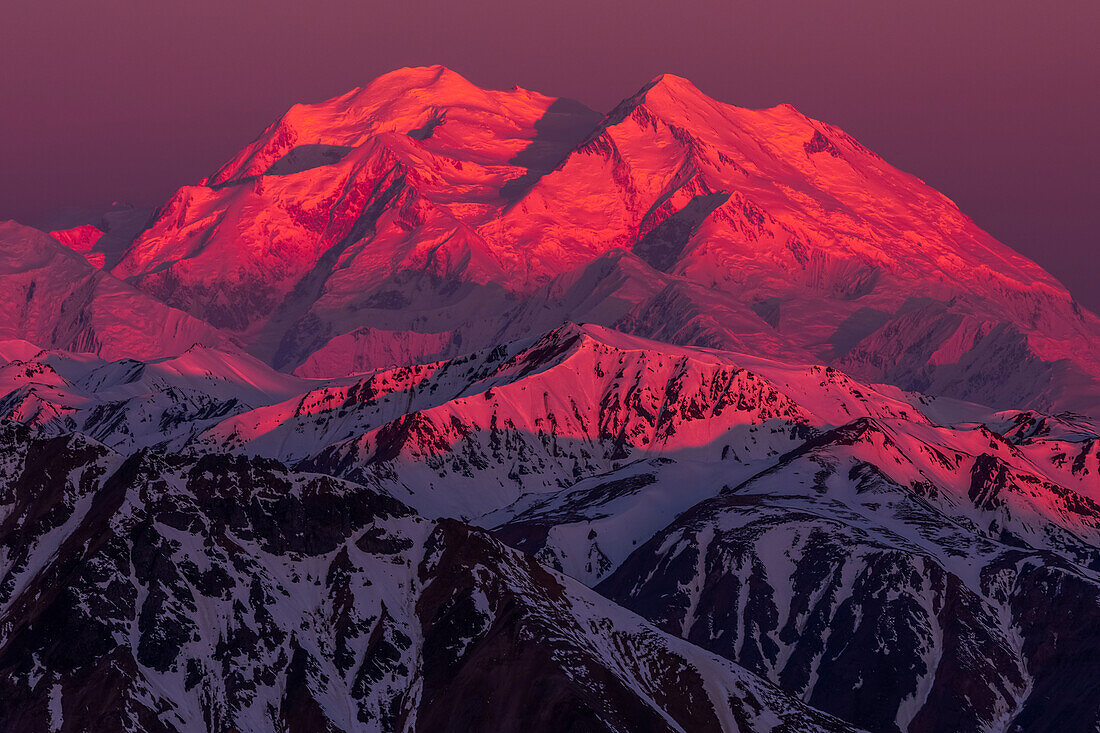 Alpenglow shines on Denali at sunrise, viewed from a ridge near Polychrome Mountain in Denali National Park; Alaska, United States of America
