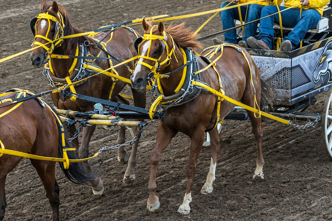 Cowboys riding in a carriage behind a team of horses at the Calgary Stampede; Calgary, Alberta, Canada