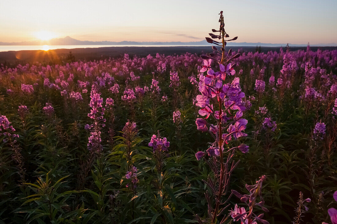 Field Of Fireweed (Chamaenerion Angustifolium) At Sunset; Alaska, United States Of America