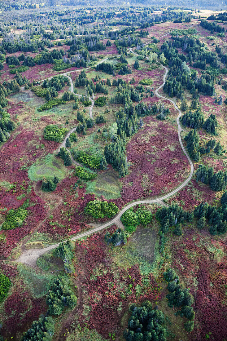 Aerial View Of A Road And Land Development Among Trees And Fireweed (Chamaenerion Angustifolium) On Kenai Peninsula; Alaska, United States Of America