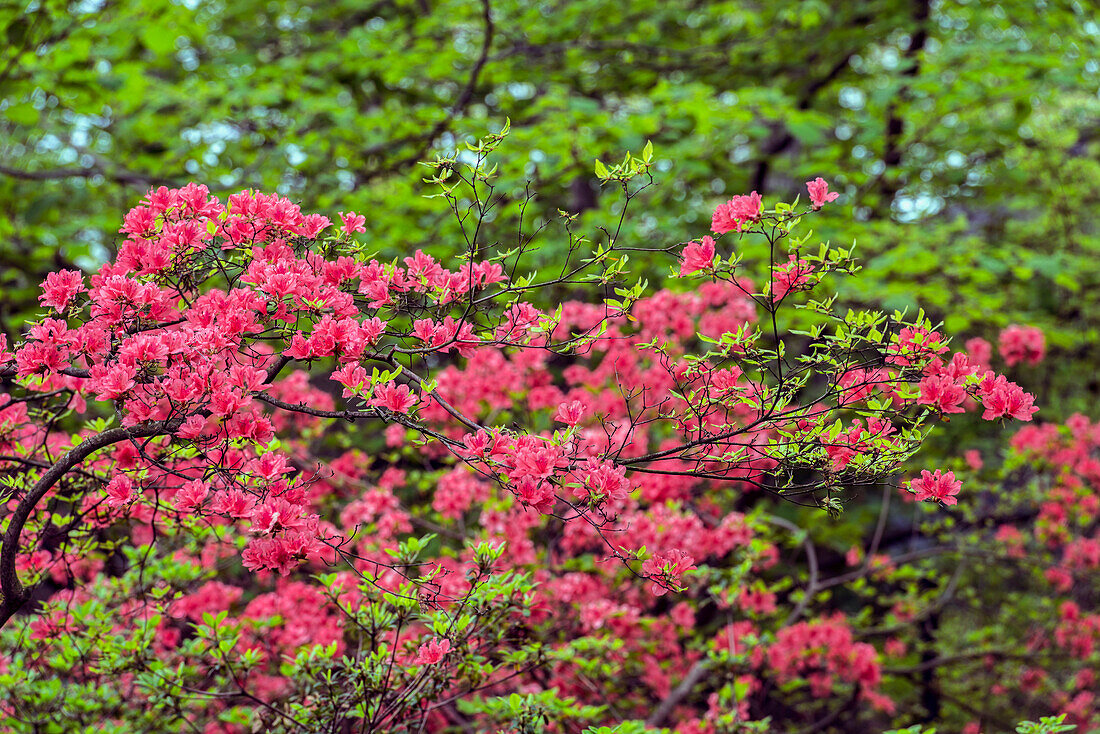 Azaleas And Rhododendron (Ericaceae), New York Botanical Garden; Bronx, New York, United States Of America