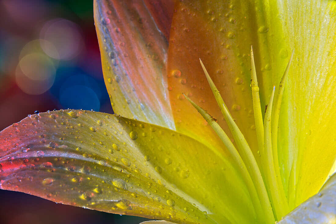 Backlit Lily (Liliaceae) Im Studio; New York, Vereinigte Staaten Von Amerika