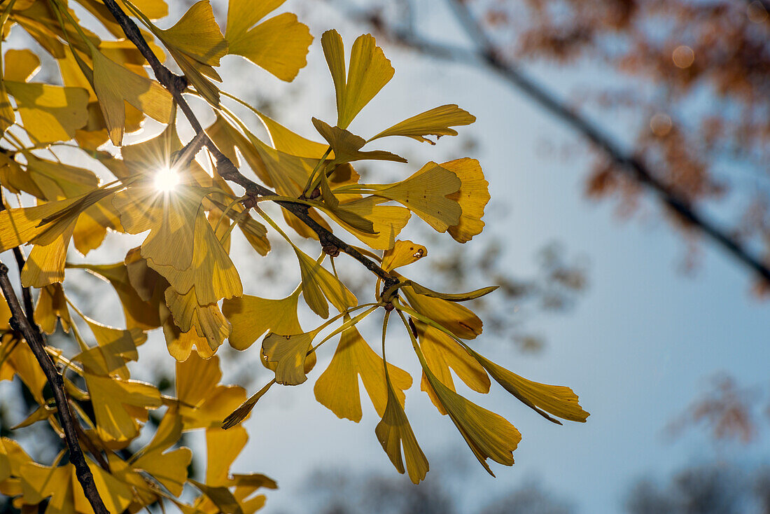 Sun Shining Through Autumn-Colored Ginkgo Biloba Leaves (Ginkgoaceae), Central Park; New York City, New York, United States Of America