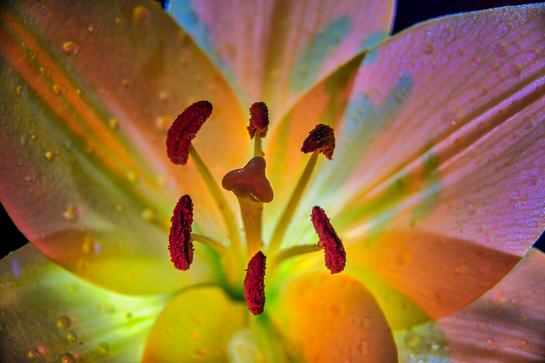 Hintergrundbeleuchtete Lilie (Liliaceae) Im Studio; New York, Vereinigte Staaten Von Amerika