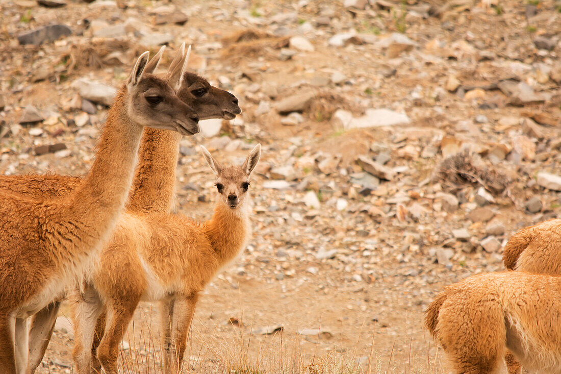 Herd Of Vicunas With Young Looking At The Camera; Villavicencio, Mendoza, Argentina